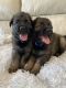 German Shepherd Puppies for sale in Fleming Island, FL 32003, USA. price: $2,500