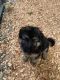 German Shepherd Puppies for sale in Renton, WA, USA. price: $1,500