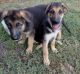 German Shepherd Puppies for sale in Tucson, AZ, USA. price: $500
