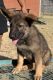 German Shepherd Puppies for sale in Midwest City, OK, USA. price: $280