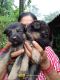 German Shepherd Puppies for sale in Siddapura, Karnataka 581329, India. price: 9000 INR