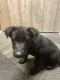 German Shepherd Puppies for sale in Lakeview, MI 48850, USA. price: $300