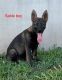 German Shepherd Puppies for sale in Statesville, NC, USA. price: NA