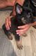 German Shepherd Puppies for sale in 5010 N 62nd Ln, Glendale, AZ 85301, USA. price: NA