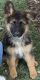 German Shepherd Puppies for sale in Grants Pass, OR, USA. price: $500