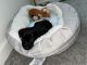 German Shepherd Puppies for sale in Lithonia, GA 30058, USA. price: $500