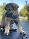 German Shepherd Puppies for sale in Pocatello, ID, USA. price: NA
