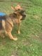 German Shepherd Puppies for sale in Cassville, NY 13318, USA. price: NA