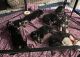 German Shepherd Puppies for sale in Tucson, AZ, USA. price: $400