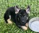 German Shepherd Puppies for sale in Cedar Hill, TN 37032, USA. price: $2,000