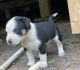 German Shepherd Puppies for sale in Livingston, TX 77351, USA. price: $700