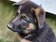 German Shepherd Puppies for sale in Vermilion, IL 61944, USA. price: NA
