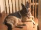 German Shepherd Puppies for sale in Scio, OH, USA. price: NA