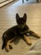 German Shepherd Puppies for sale in Easton, PA, USA. price: NA
