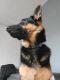 German Shepherd Puppies for sale in Ephrata, PA 17522, USA. price: NA