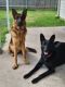 German Shepherd Puppies for sale in Killeen, TX, USA. price: $550
