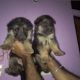 German Shepherd Puppies for sale in Banda, Uttar Pradesh 210001, India. price: 13000 INR