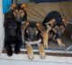 German Shepherd Puppies for sale in Stockton, CA, USA. price: $600