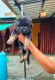 German Shepherd Puppies for sale in Jhansi, Uttar Pradesh, India. price: 12000 INR