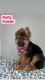 German Shepherd Puppies for sale in Bartonsville, Pocono Township, PA, USA. price: NA