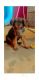 German Shepherd Puppies for sale in Bakshi Ka Talab, Bargadi Magath, Uttar Pradesh 226201, India. price: 15000 INR