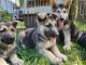 German Shepherd Puppies for sale in McKenzie Bridge, OR 97413, USA. price: $2,800