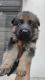 German Shepherd Puppies for sale in MONT VERT PRISTINE, Chikhalwadi, Bopodi, Pune, Maharashtra 411020. price: 10000 INR