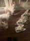 German Shepherd Puppies for sale in Hampton, GA 30228, USA. price: $400