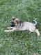 German Shepherd Puppies for sale in Charlotte, NC, USA. price: $1,000