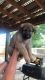German Shepherd Puppies for sale in Richland, MS, USA. price: $500
