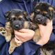 German Shepherd Puppies for sale in New York New York Casino, Las Vegas, NV 89109, USA. price: NA