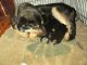 German Shepherd Puppies for sale in 27 Whisper Mountain, Sylva, NC 28779, USA. price: NA