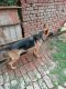 German Shepherd Puppies for sale in Him City Colony, Matiyari, Kamta, Lucknow, Uttar Pradesh 227105, India. price: 10000 INR