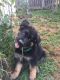 German Shepherd Puppies for sale in Albany, NY, USA. price: $2,000