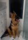 German Shepherd Puppies for sale in Beverly Hills, CA, USA. price: NA