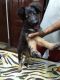 German Shepherd Puppies for sale in Amar Nagar, PNT Colony, Raebareli, Uttar Pradesh 229001, India. price: 9000 INR