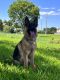German Shepherd Puppies for sale in Florida City, FL, USA. price: NA