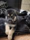 German Shepherd Puppies for sale in Bowling Green, KY, USA. price: $50,000