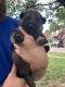 German Shepherd Puppies for sale in Cincinnati, OH, USA. price: $500