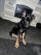 German Shepherd Puppies for sale in Raleigh, NC, USA. price: $1,500