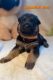 German Shepherd Puppies for sale in Southaven, MS, USA. price: NA