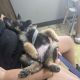 German Shepherd Puppies for sale in Mascotte, FL, USA. price: NA