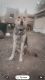 German Shepherd Puppies for sale in 4724 N 61st Ave, Phoenix, AZ 85033, USA. price: $300
