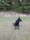 German Shepherd Puppies for sale in South West Township, MO, USA. price: NA