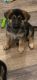 German Shepherd Puppies for sale in Chandler, AZ, USA. price: $1,000