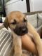 German Shepherd Puppies for sale in Brentwood, NY, USA. price: NA