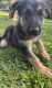 German Shepherd Puppies for sale in Wilmington, NC, USA. price: NA