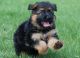 German Shepherd Puppies for sale in Kashti, Maharashtra 414701, India. price: 414701 INR