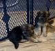 German Shepherd Puppies for sale in Huntingdon, PA 16652, USA. price: NA