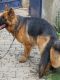 German Shepherd Puppies for sale in Rajpura, Punjab 140401, India. price: 12,000 INR